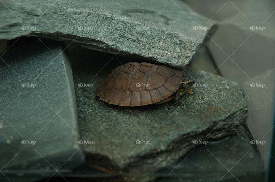Baby Malaysian box turtle.