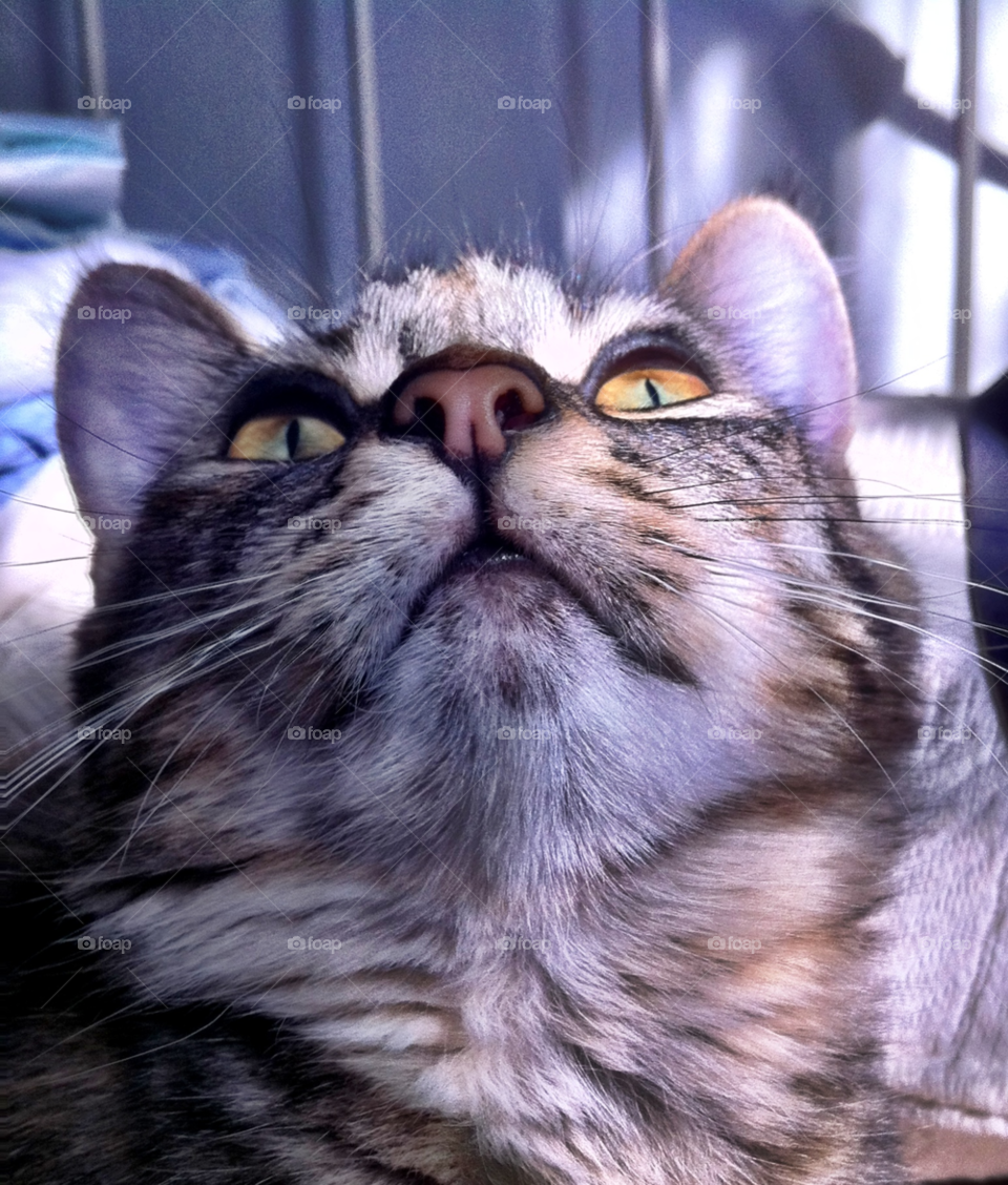 light cat pet eyes by emmanuelgr