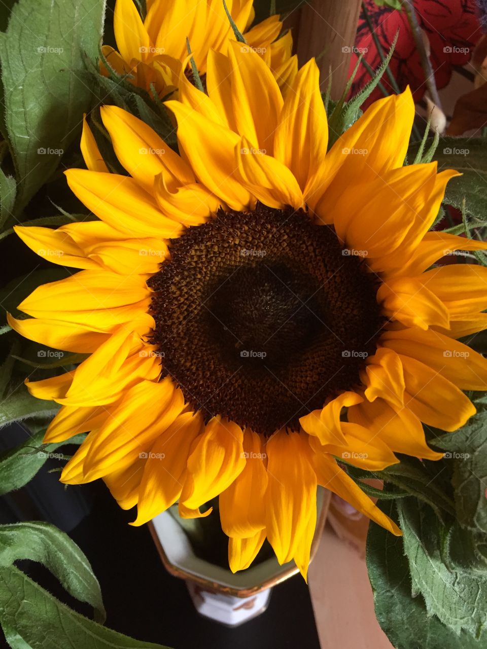 Sunflower close up 