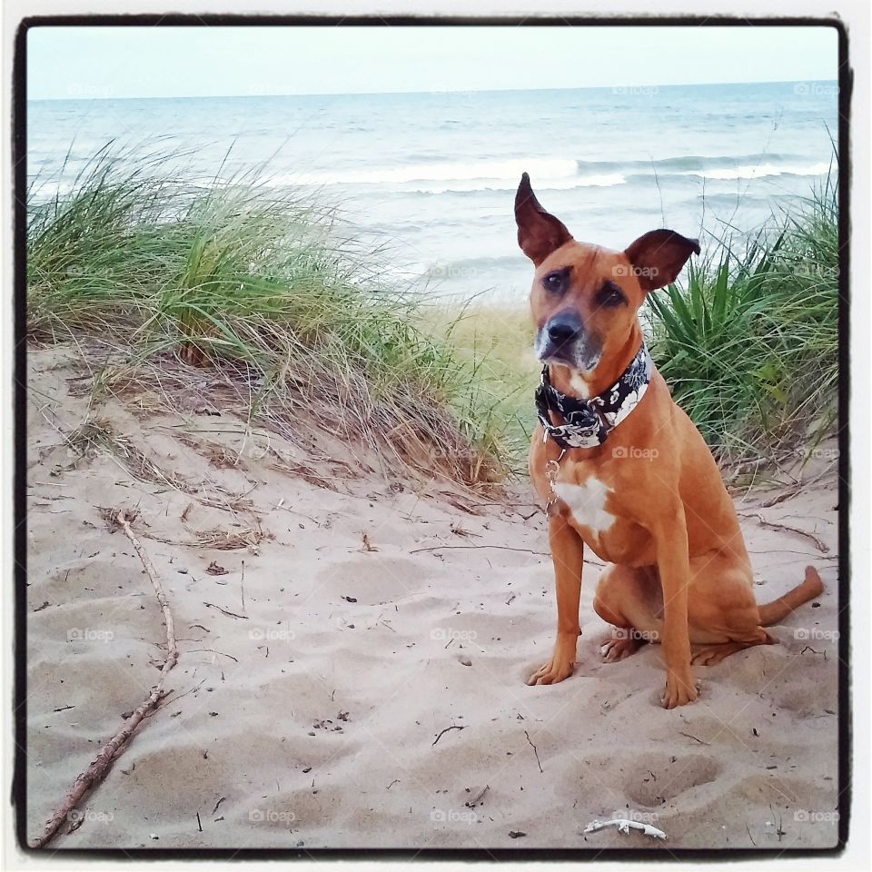 Lake Michigan . A day at the lake with Lucy 