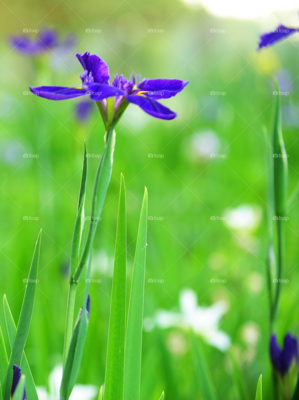 flower purple iris louisiana by lightanddrawing