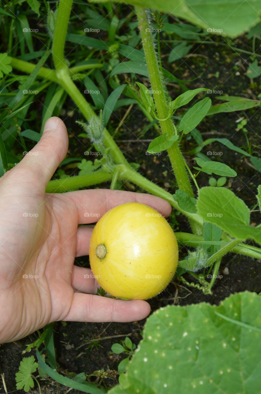 gourd at field