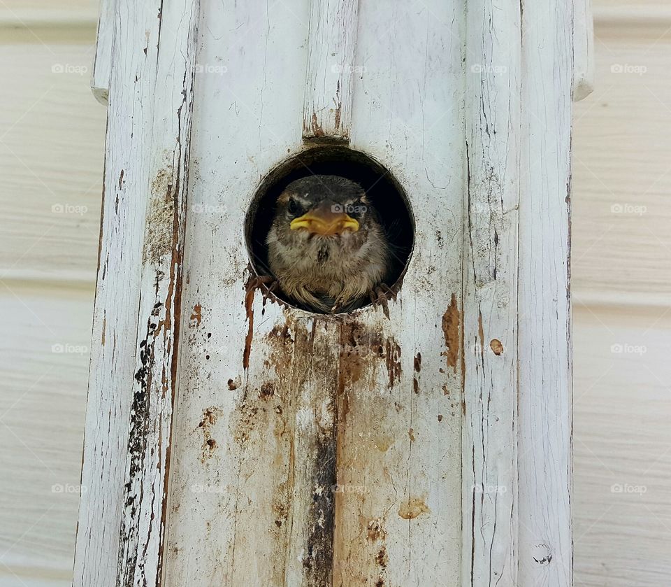 Baby Bird in a birdhouse in my backyard