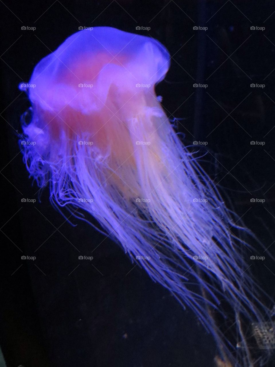 Jellyfish