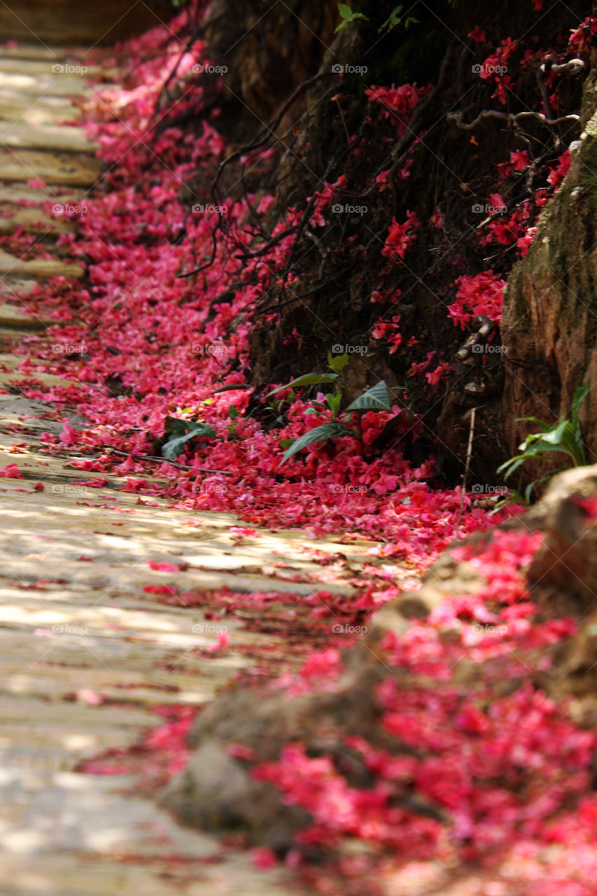 Red leaves