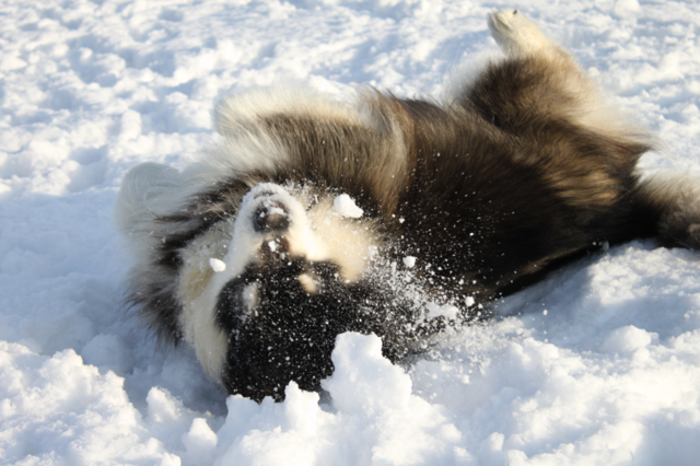 snow dog fun love by petercleasby