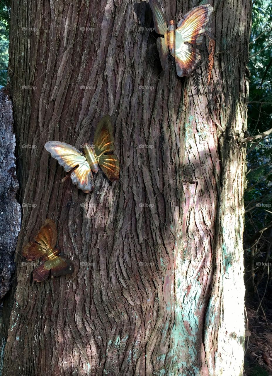 Tree trunk with butterflies 🦋 