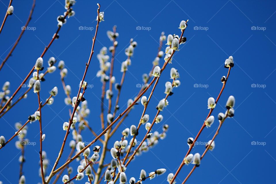 Willow branch