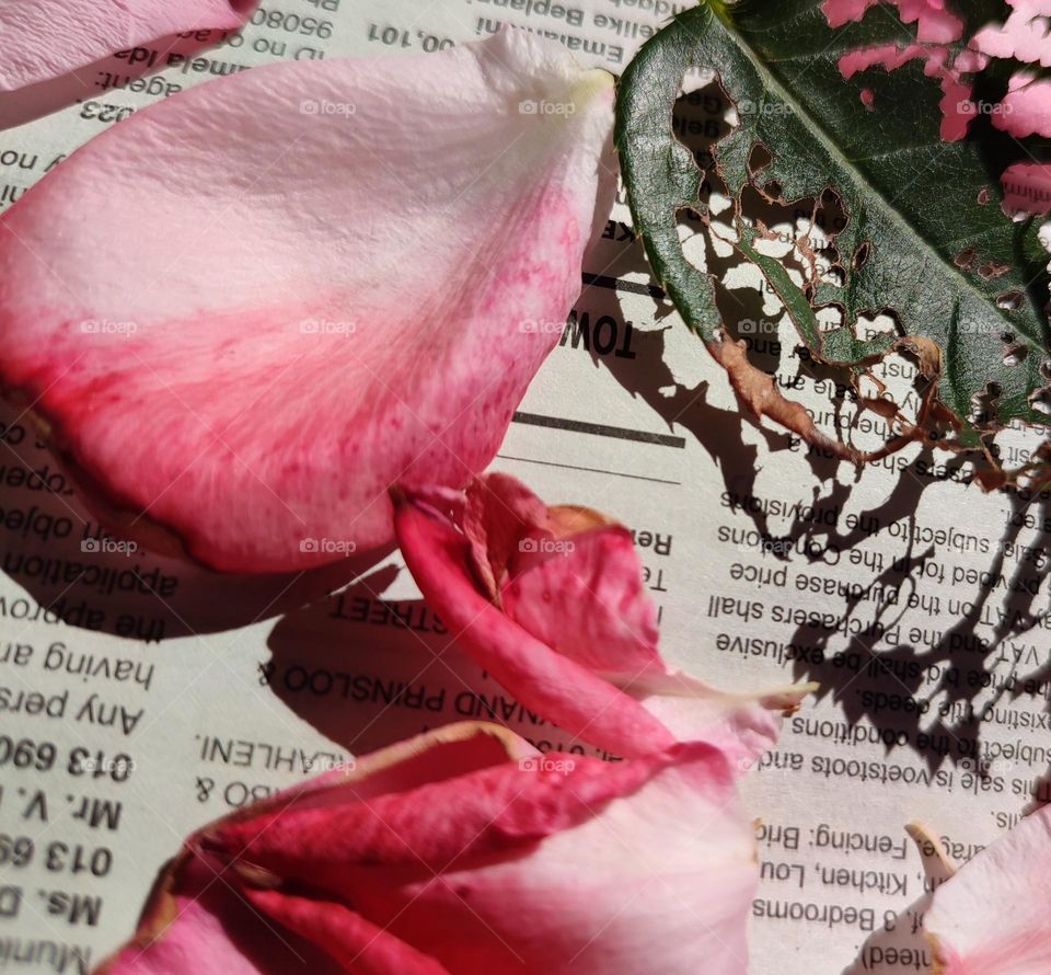 Rose petals on a newspaper with leaf shadow
