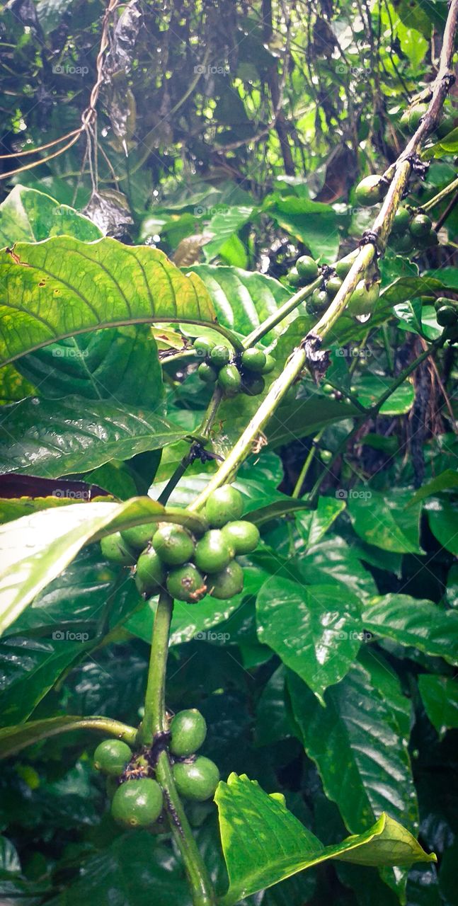 beautiful coffee seeds in rainy season