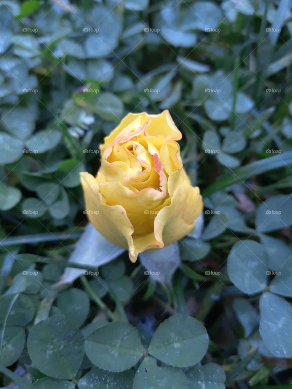 the year is over and has not shown beauty