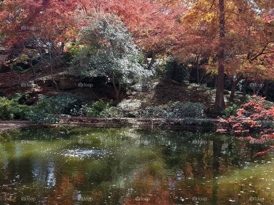 Japanese Gardens at Fort Worth botanical