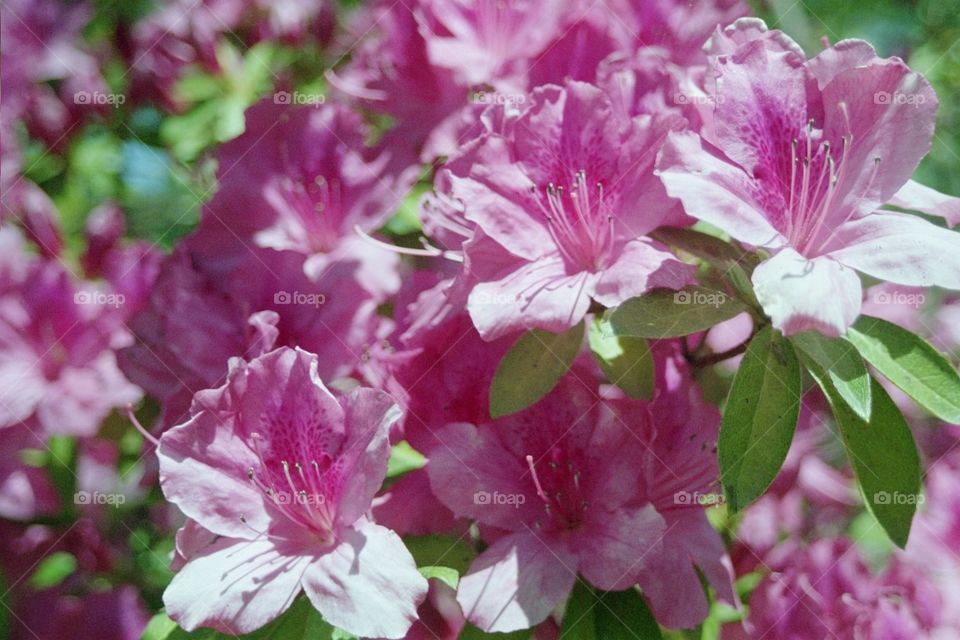 Rhododendron 