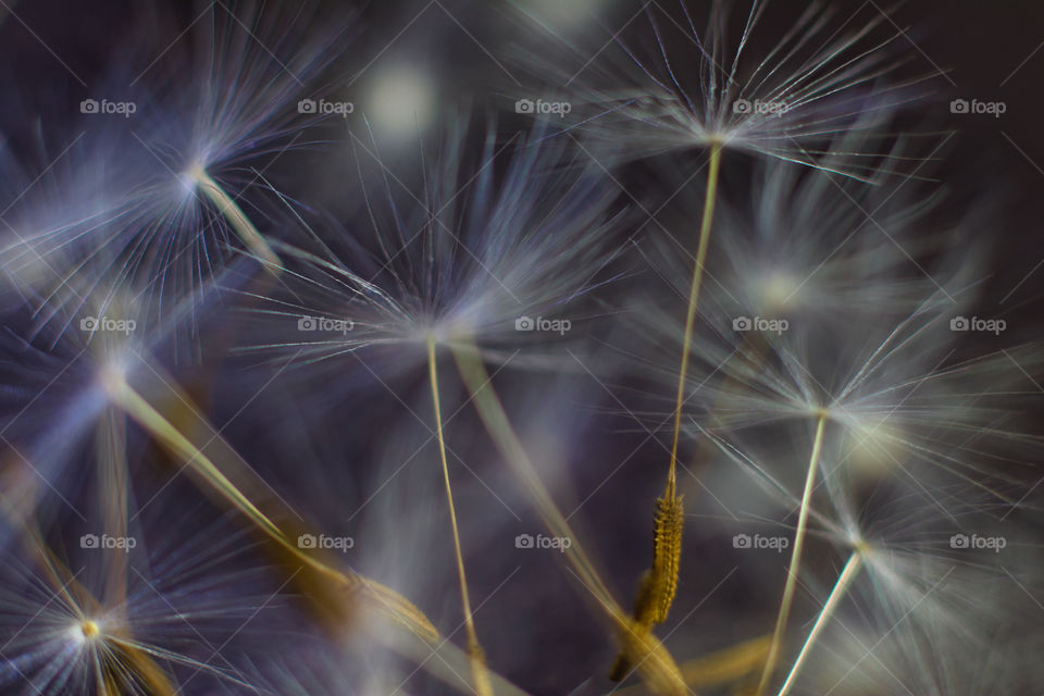 Dandelion clock seeds macro