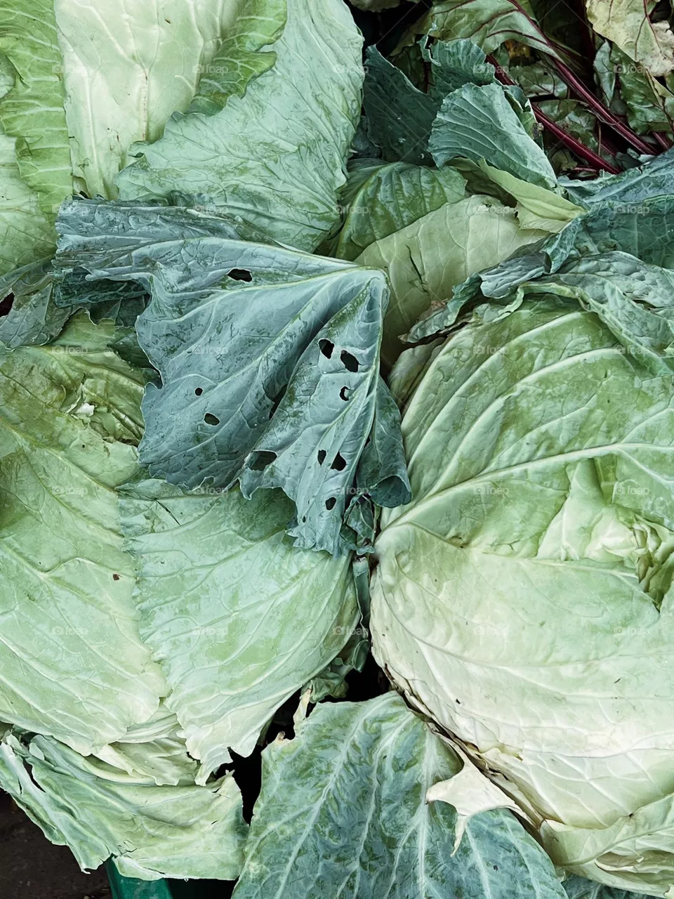 Cabbage on a market 