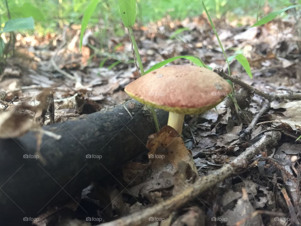 Brown and yellow mushroom