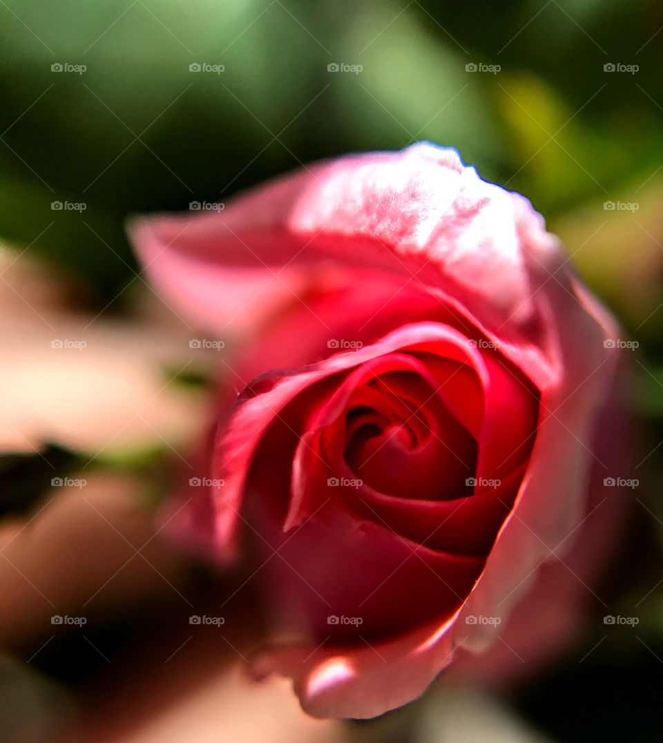 Grandiflora rosebud