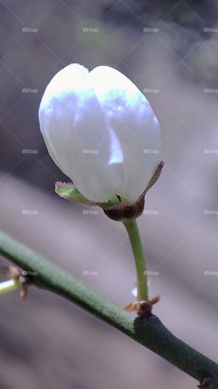 white tree flower