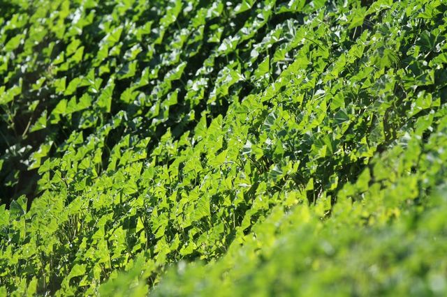Green fields