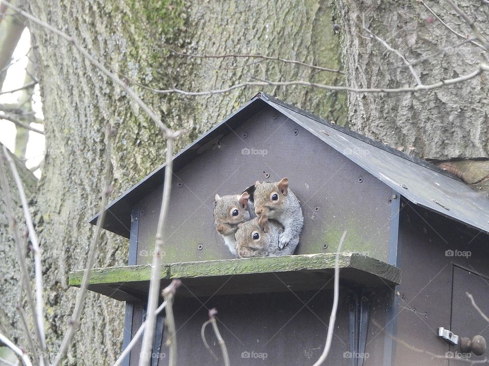 Squirrels in a nest box