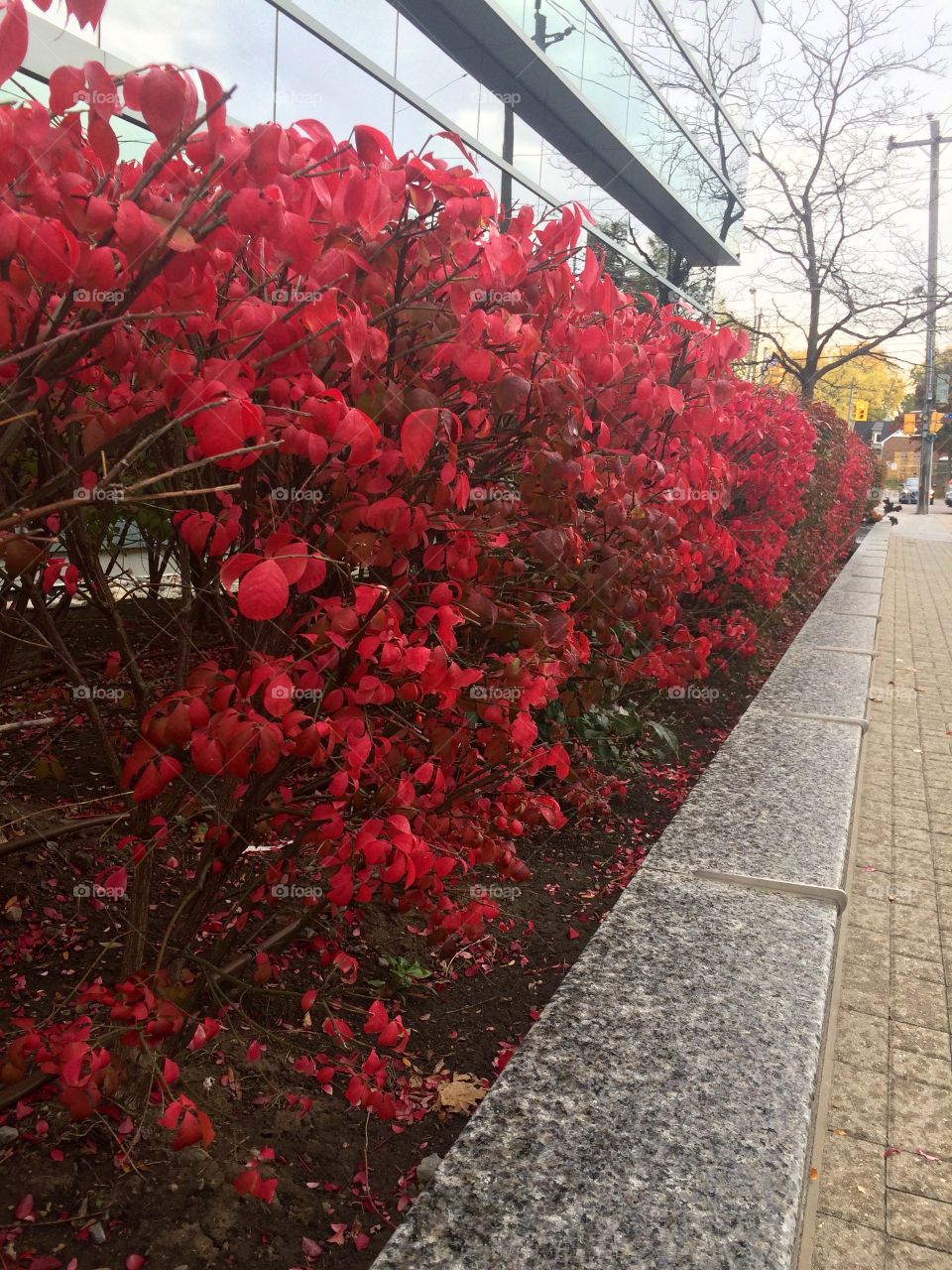 Red bushes in Toronto 