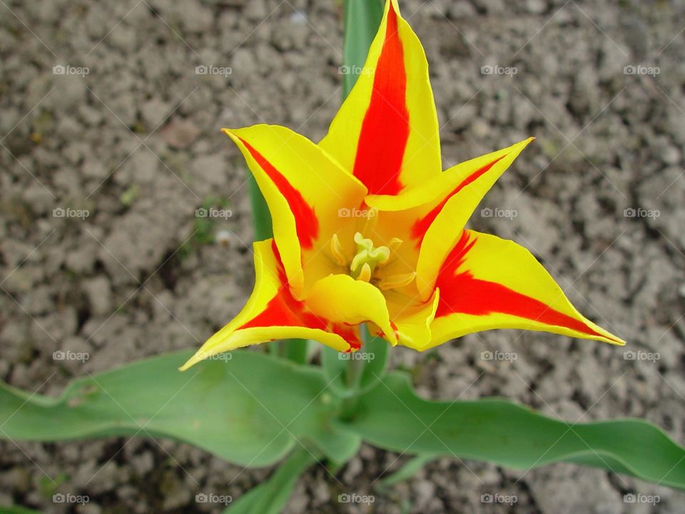 tulip