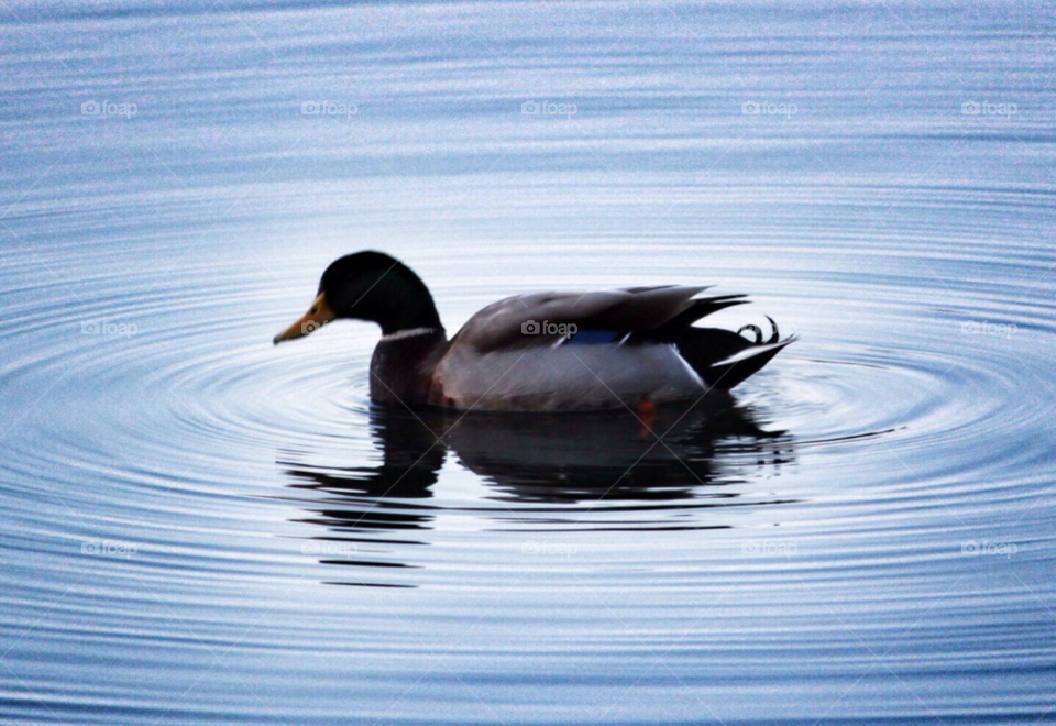 water lake bird duck by hayen