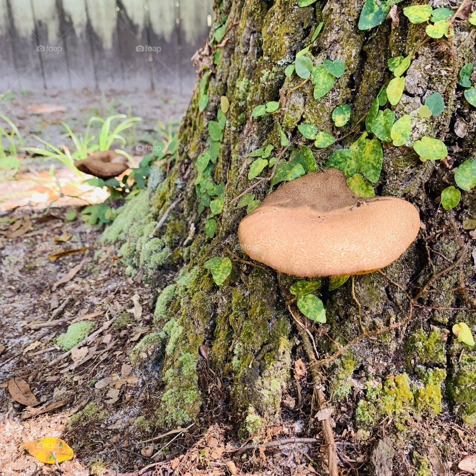 Tree Mushrooms
