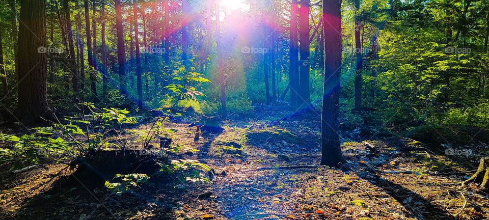 forest light through trees
