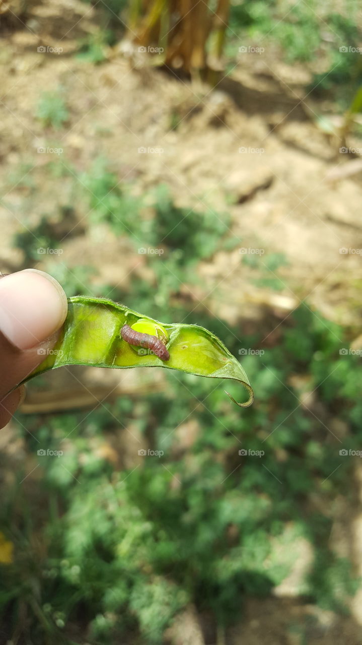Tiny caterpillar on pea pod