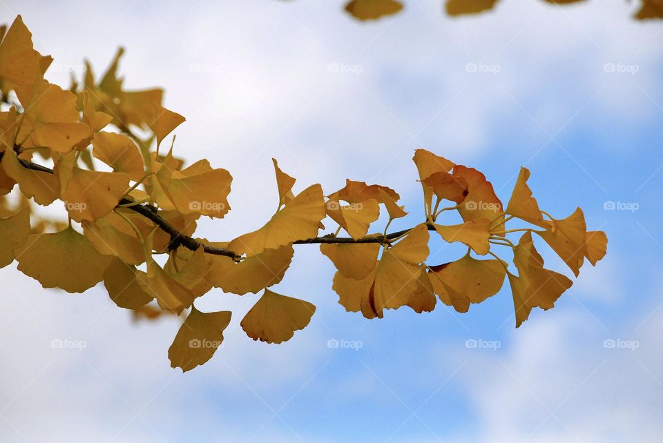 Yellow tree leaves against a blue sky with clouds