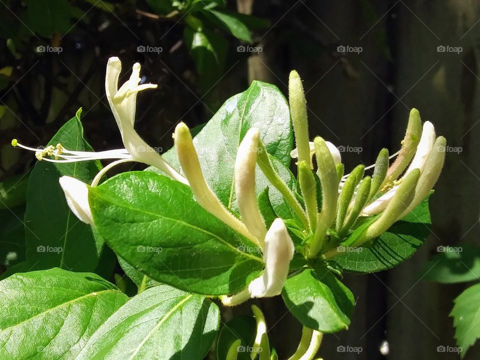 honeysuckle in sunlight