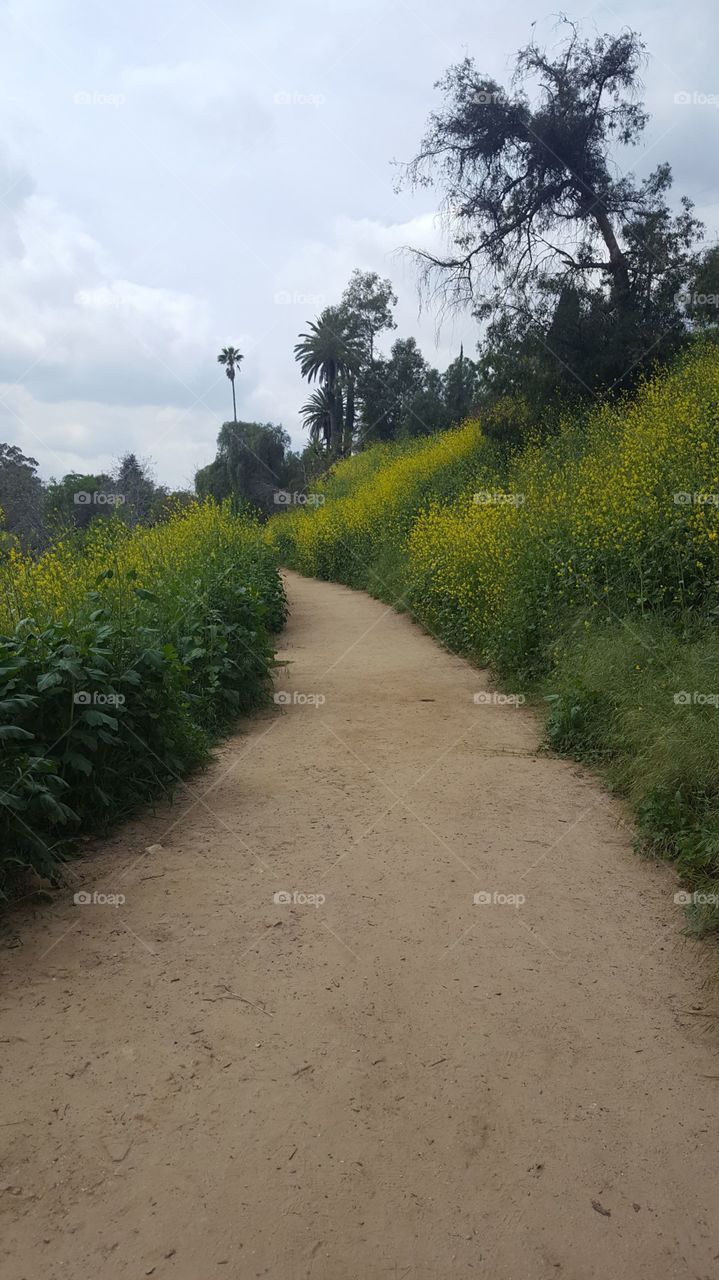 Dirt hiking trail leading through a field of bright yellow flowers, with palm trees in the distance. blue sky with clouds, vibrant greenery, beautiful nature.