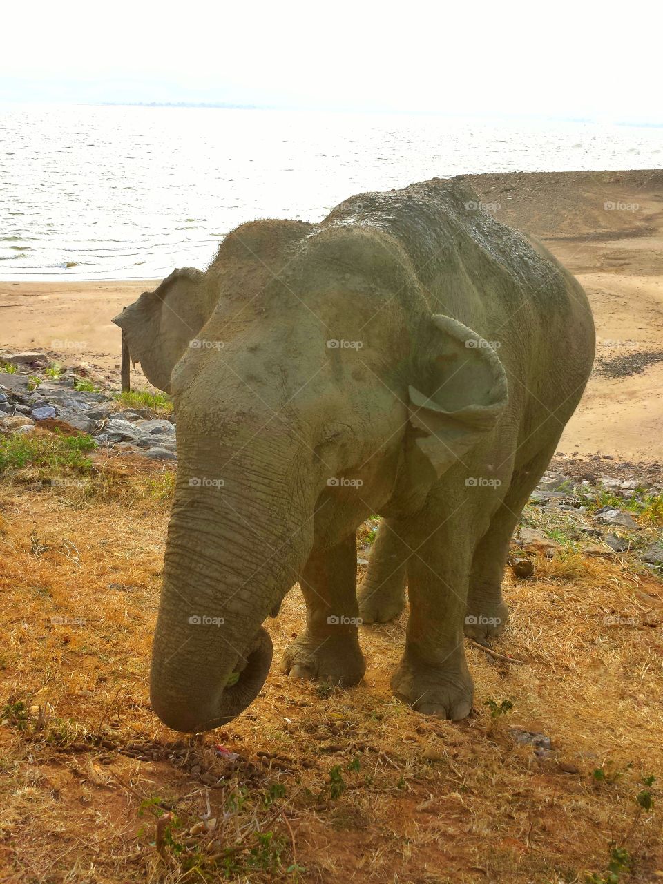 Ceylon Elephant