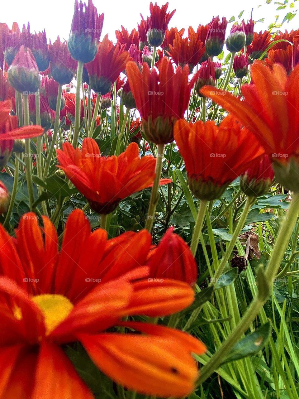 Red flower bush