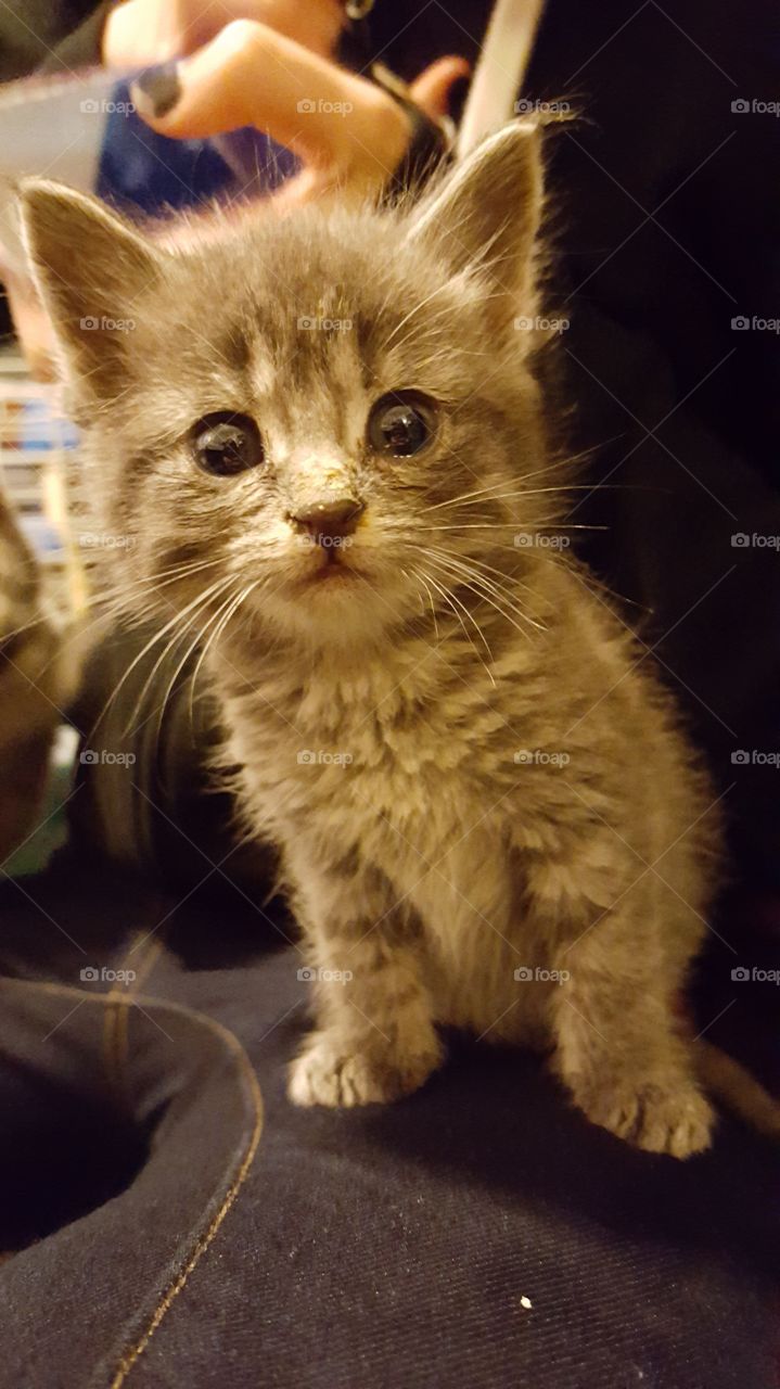kitten looking like what?