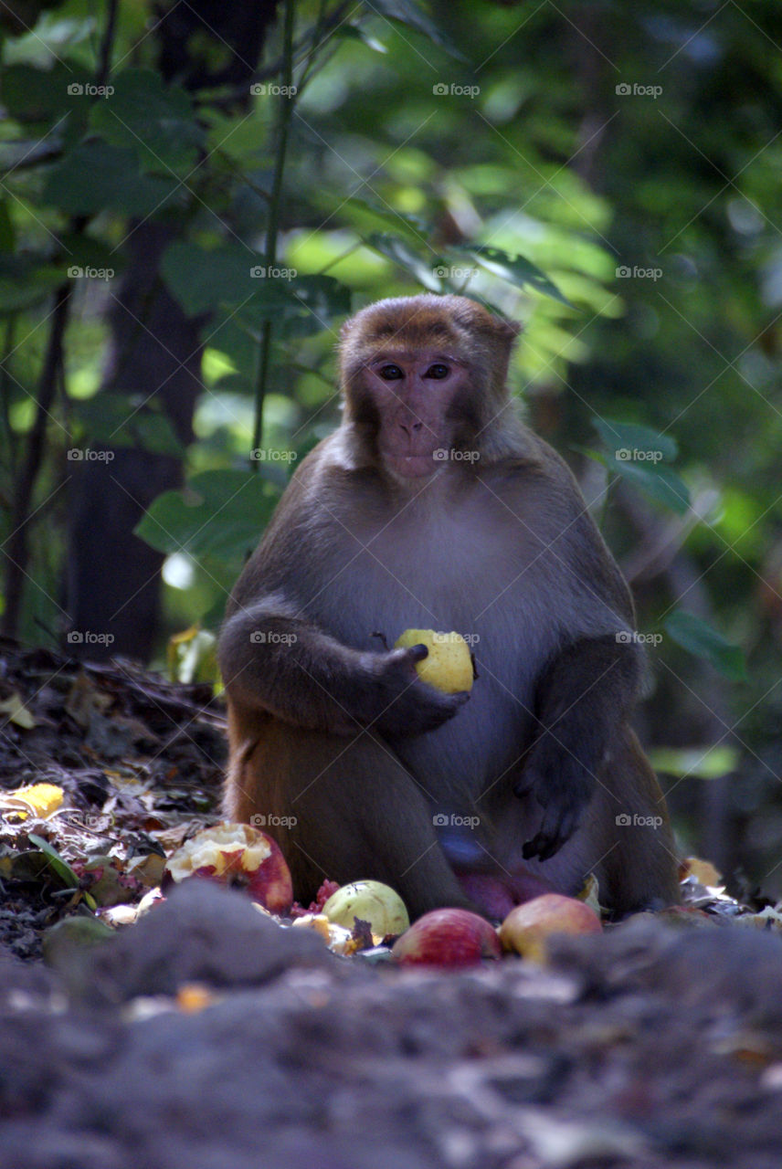Monkey having a buffet and inviting to join him.