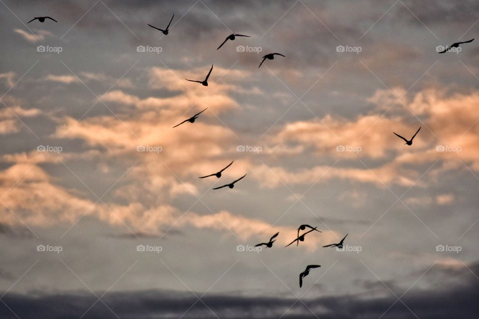 Bird, Flight, Goose, Seagulls, Sky