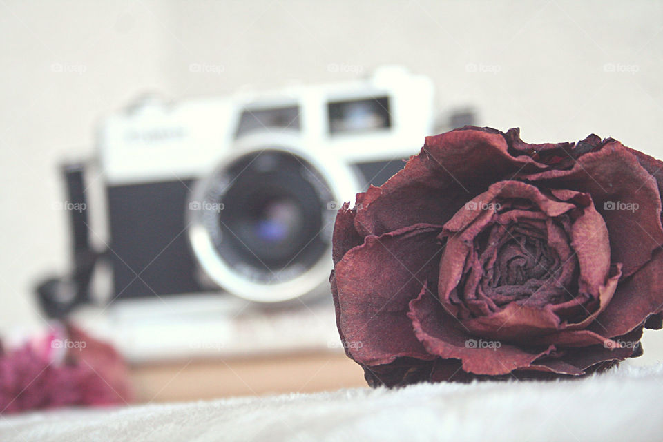 Beautiful Rose..