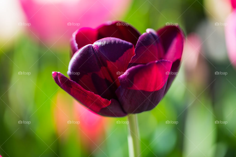 Lila tulips , Bouquet 