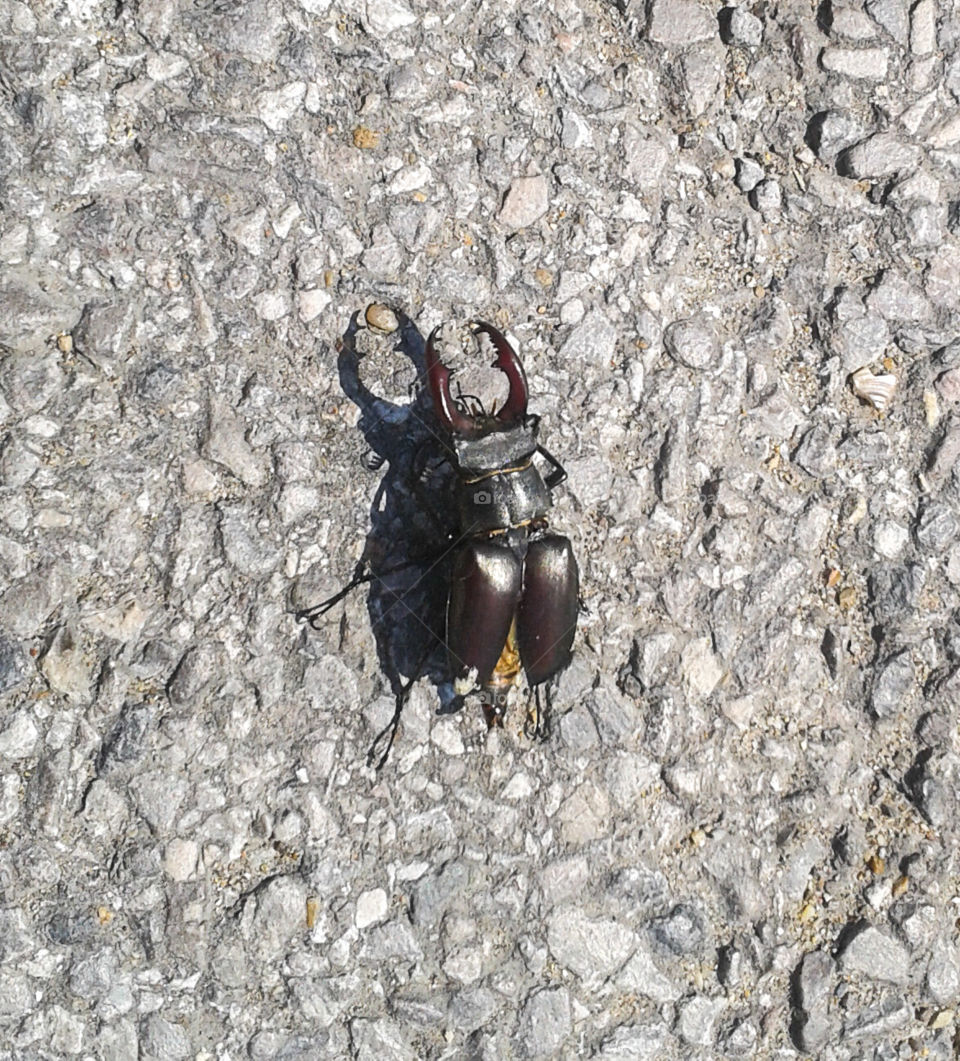 Stag Beetle