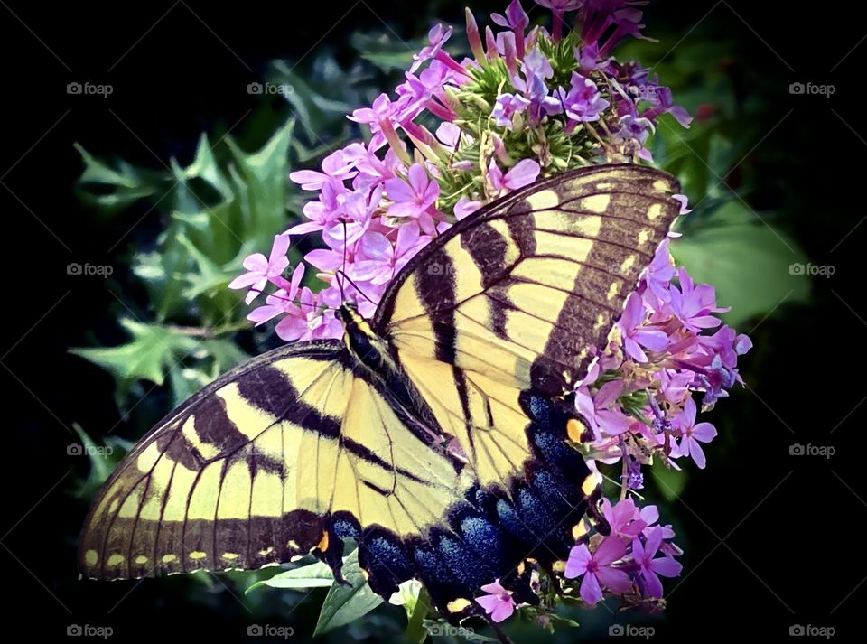 Feasting butterfly on purple flowers