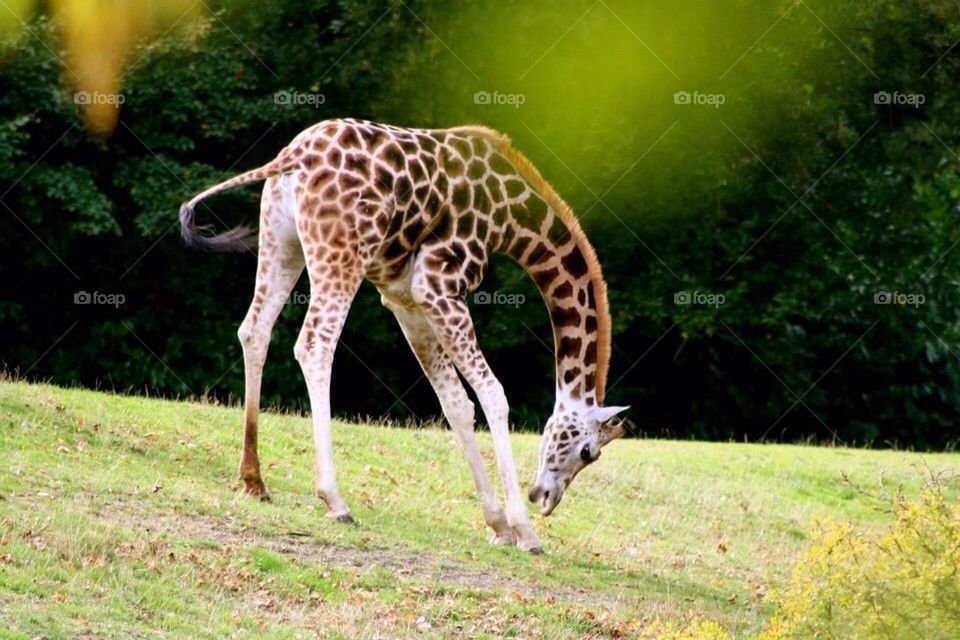 Young Giraffe 