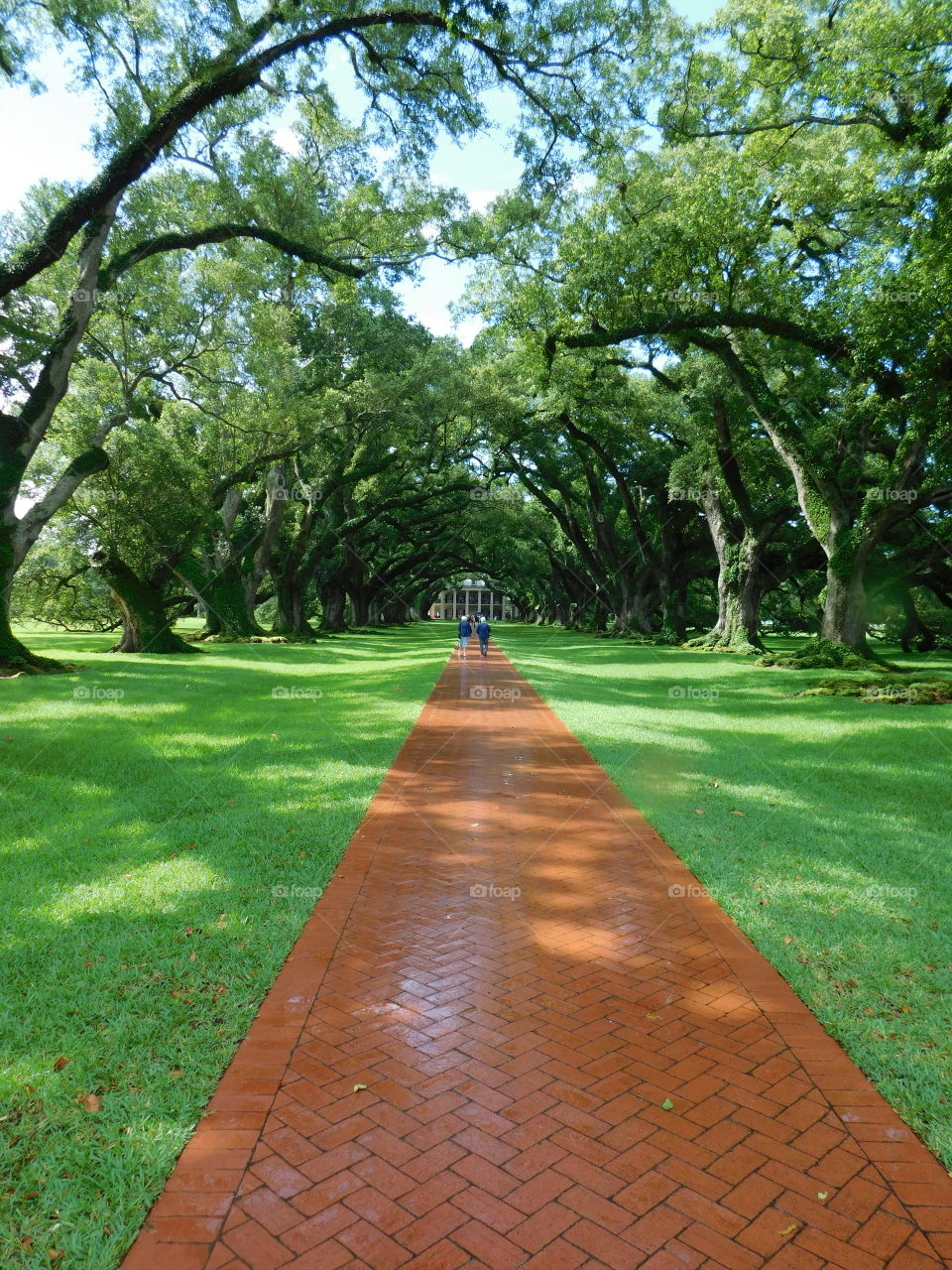 The path to oak alley 