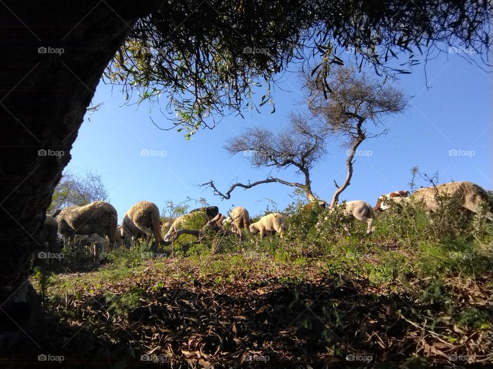 herd in a grassland