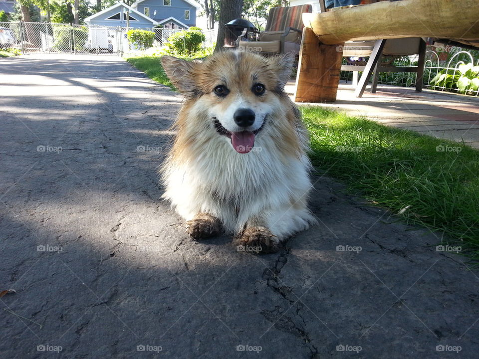 dirty corgi