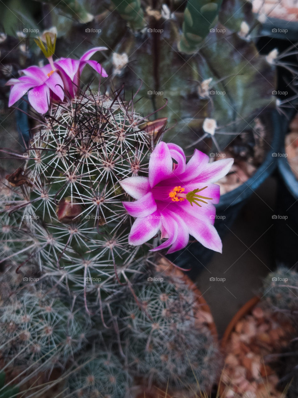Colorfull​ Cactus​