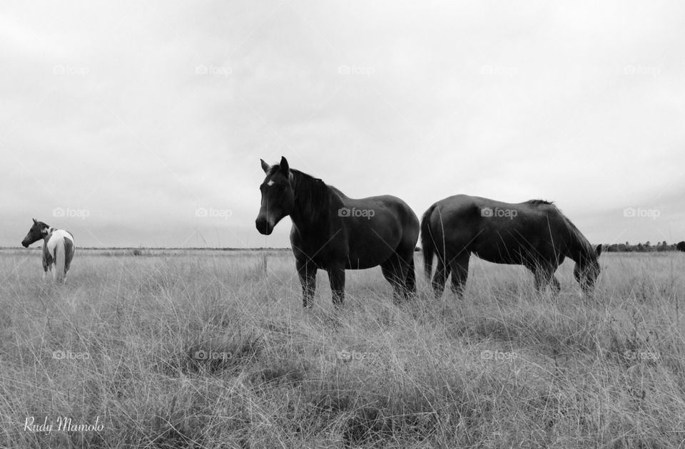 Horses