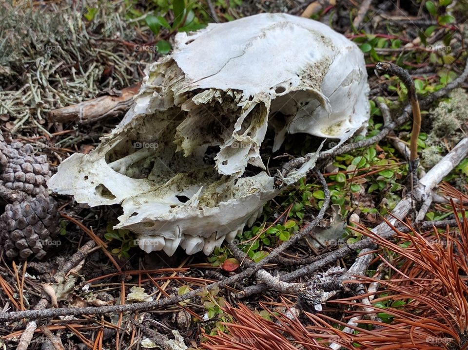 old deer skull