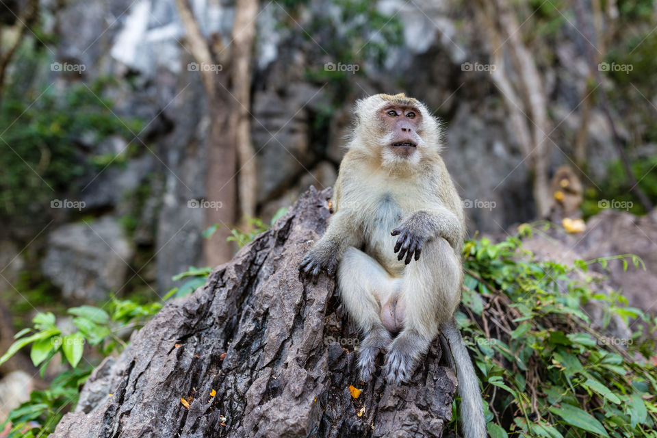 Monkey on the rock 